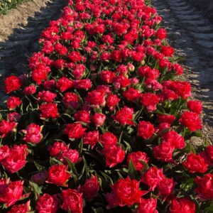 12 VECO Tulpenbollen uit de Noordoostpolder