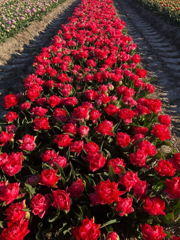 12 VECO Tulpenbollen uit de Noordoostpolder