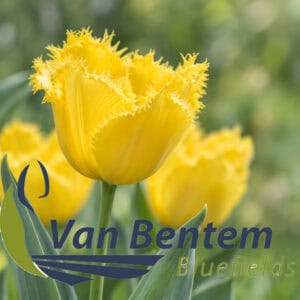12 van Bentem Bluefields - Tulpenbollen uit de Noordoostpolder