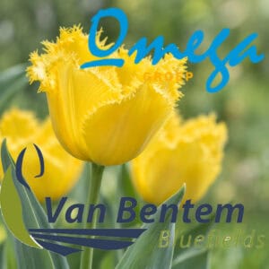 DONEER OMEGA EMMELOORD - 12 van Bentem Bluefields - Tulpenbollen uit de Noordoostpolder
