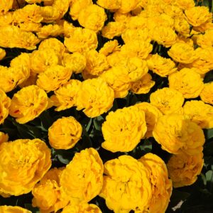 12 van Bentem Bluefields -  Tulpenbollen uit de Noordoostpolder