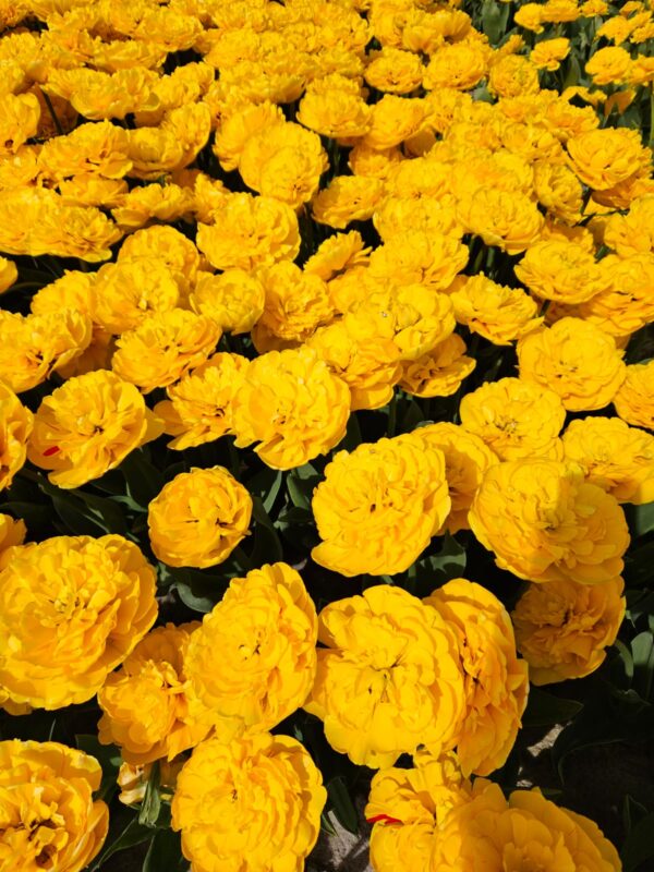 12 van Bentem Bluefields -  Tulpenbollen uit de Noordoostpolder