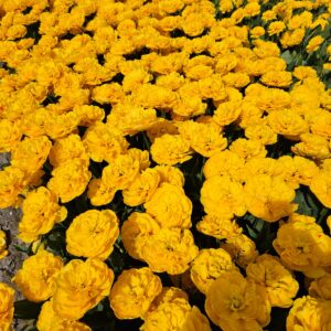24 van Bentem Bluefields -  Tulpenbollen uit de Noordoostpolder