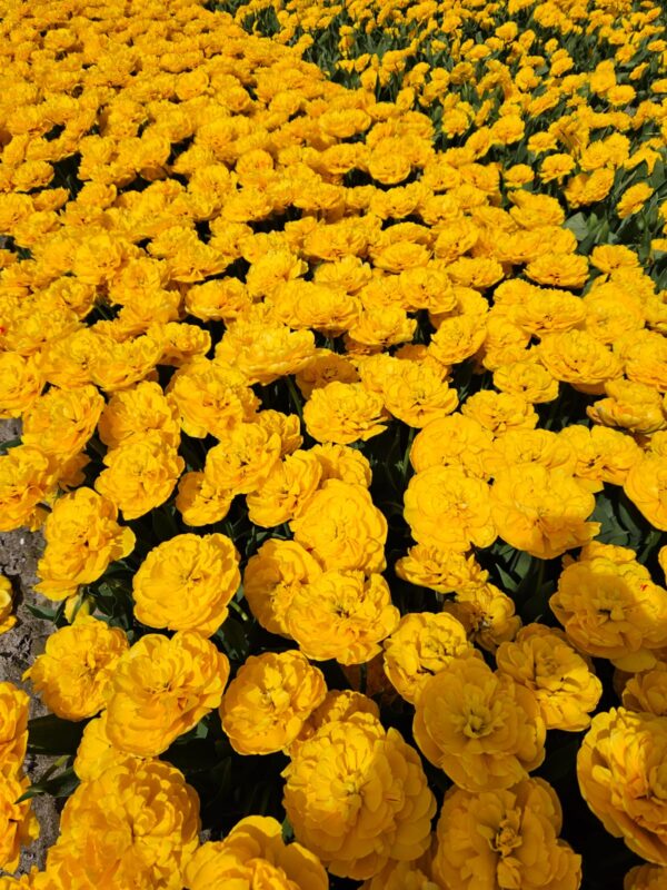 24 van Bentem Bluefields -  Tulpenbollen uit de Noordoostpolder